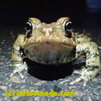 /home//u458753944/public_html/sourcegallery//Roxborough Toad Detour/2013-2019/2018/2018-04-28/small/P4280002.jpg
